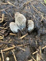 Coprinopsis variegata