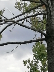 Ficedula hypoleuca