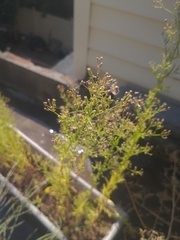 Erigeron canadensis