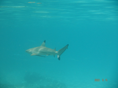 Carcharhinus melanopterus