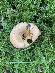 Lactarius thyinos