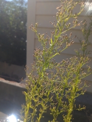 Erigeron canadensis