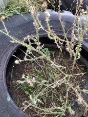 Carduus acanthoides