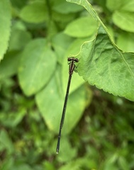 Prodasineura autumnalis