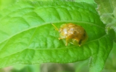Laccoptera nepalensis