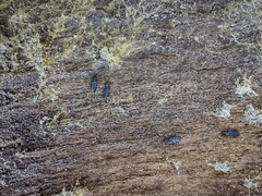 Uleiota planata