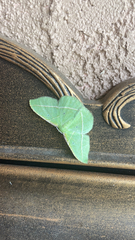 Dichorda illustraria