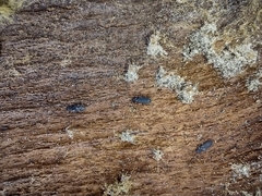 Uleiota planata