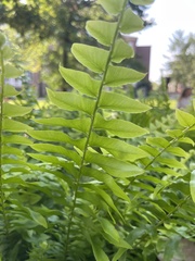 Homalosorus pycnocarpos