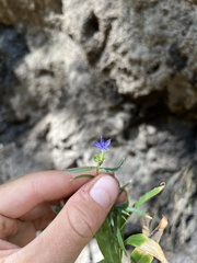 Palmerella debilis serrata