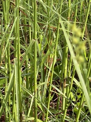 Panicum repens