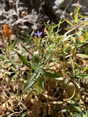 Palmerella debilis serrata