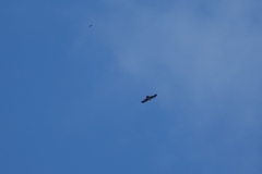 Gypaetus barbatus