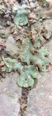 Marchantia