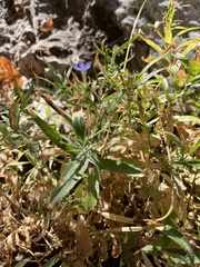 Palmerella debilis serrata