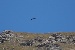 Gypaetus barbatus
