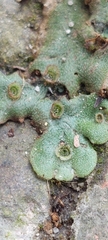 Marchantia
