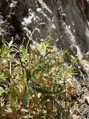 Palmerella debilis serrata