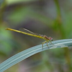 Ceriagrion coromandelianum