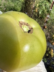 Chrysopilus basilaris