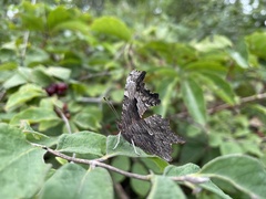 Polygonia progne
