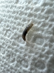 Lepismatidae