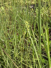 Panicum repens
