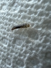 Lepismatidae