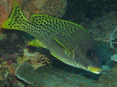 Plectorhinchus gaterinus