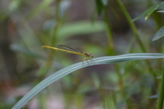 Ceriagrion coromandelianum