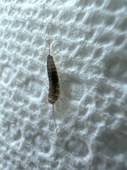 Lepismatidae