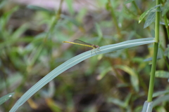 Ceriagrion coromandelianum