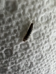 Lepismatidae