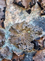 Umbilicaria muhlenbergii