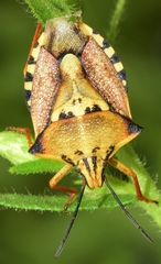 Carpocoris mediterraneus atlanticus