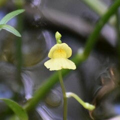 Utricularia aurea