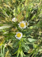 Erigeron annuus