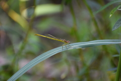 Ceriagrion coromandelianum