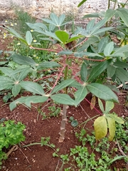 Manihot esculenta