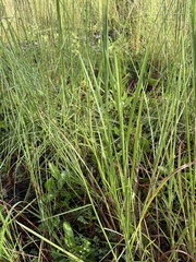 Panicum repens