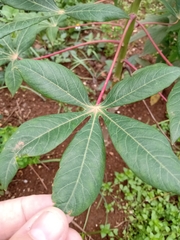 Manihot esculenta