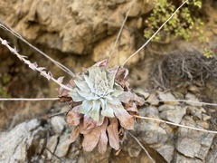Dudleya pulverulenta