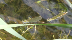 Calopteryx xanthostoma