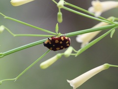 Clinteria klugi rufipennis