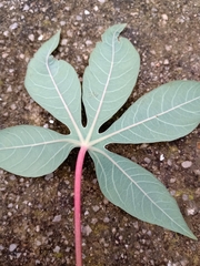 Manihot esculenta