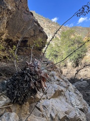 Dudleya pulverulenta