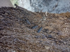 Uleiota planata
