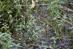 Utricularia aurea
