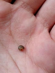 Armadillidium versicolor