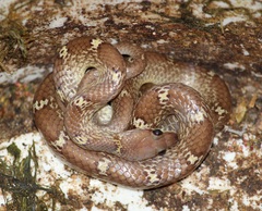 Lycodon anamallensis